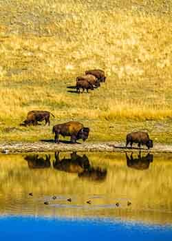 Herd of bison