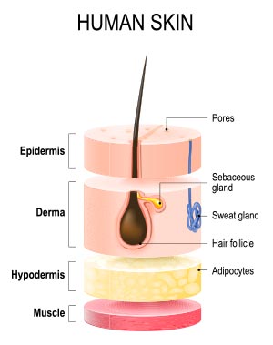 Layers of the skin