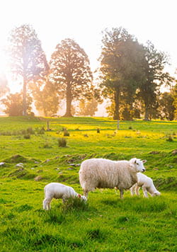 New Zealand sheep