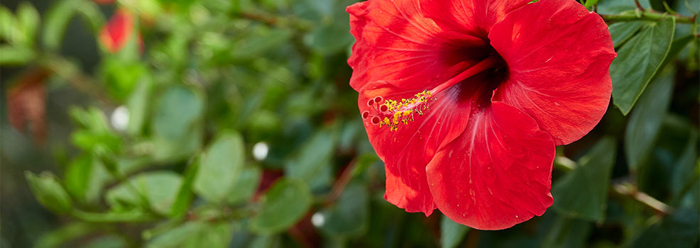 Hibiscus flower