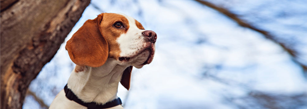 Beagle