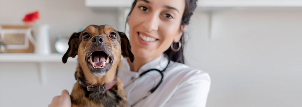 Female vet carrying a dog.