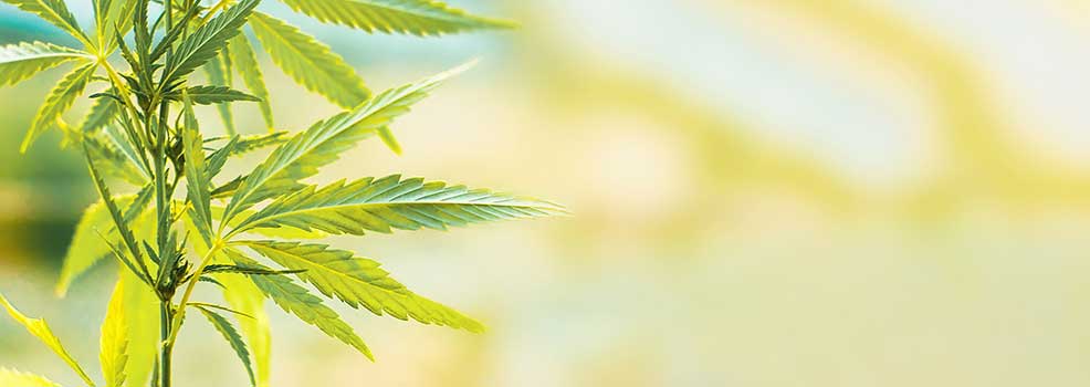 Planta de Cannabis