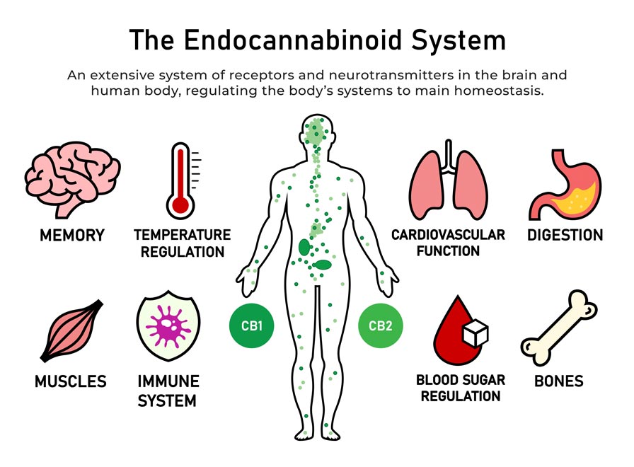 Endocannabinoid system