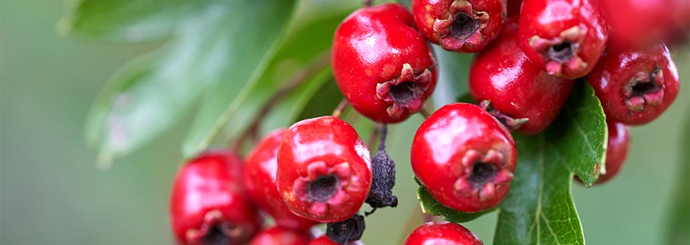 Hawthorn berry