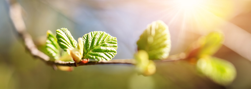 Elm leaves
