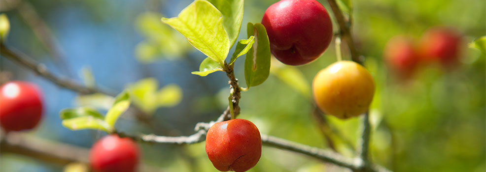 Acerola