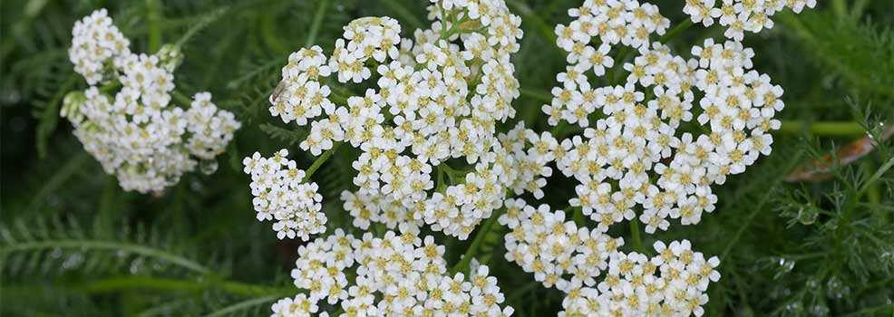 Achillea