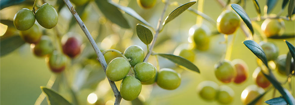 Arbequina