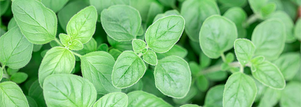Oregano-leaves
