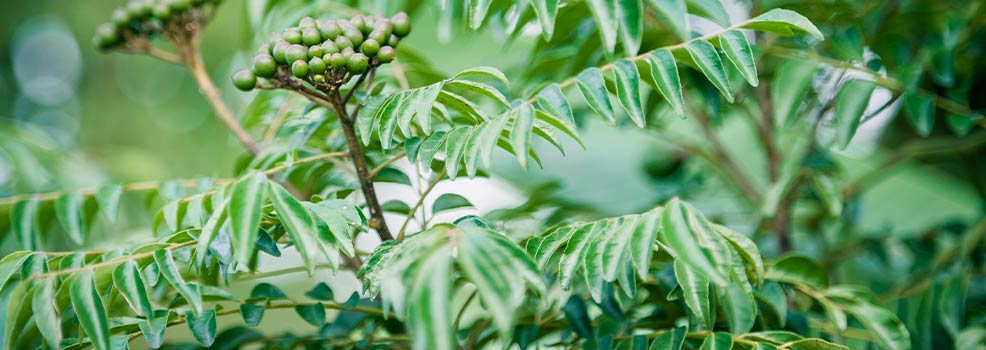 Fresh green curry plant