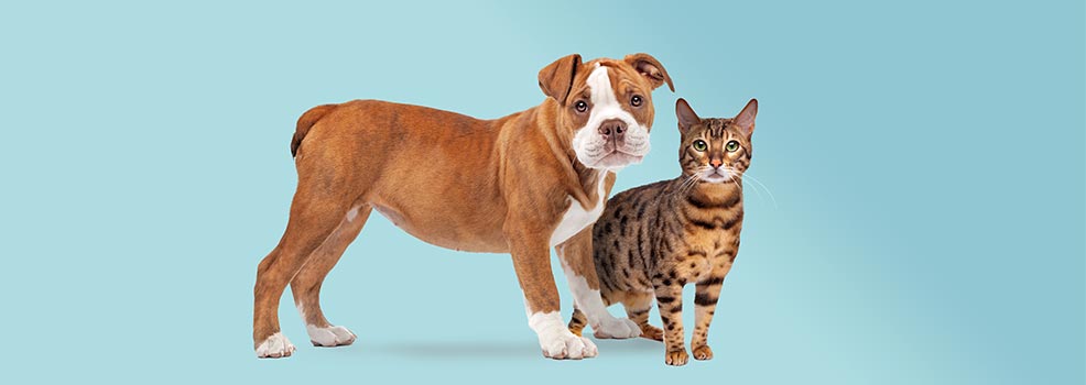 Dog and cat