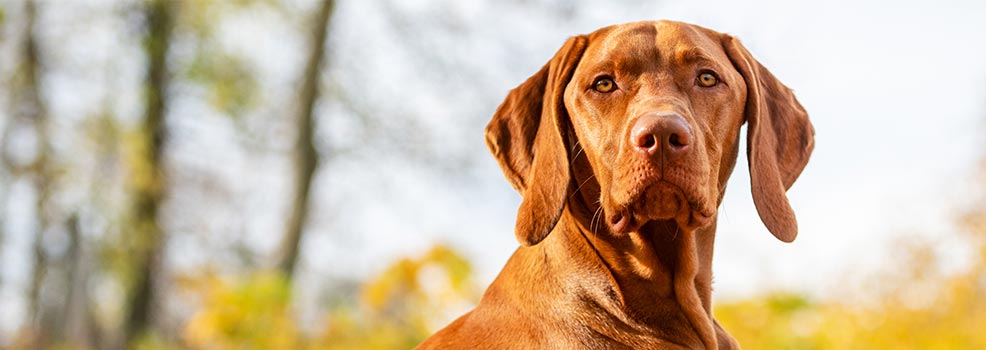 Hungarian vizsla dog