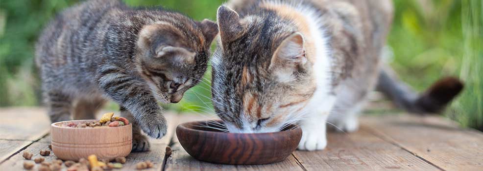 Mother cat and kitten