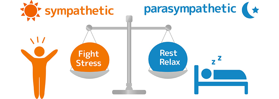 sympathetic vs parasympathetic human diagram