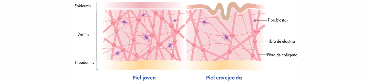 young vs aging skin parts