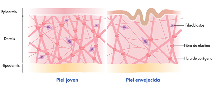 young vs aging skin parts