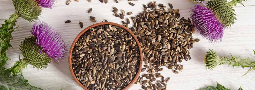 Milk thistle seeds
