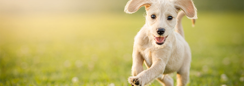Running Puppy