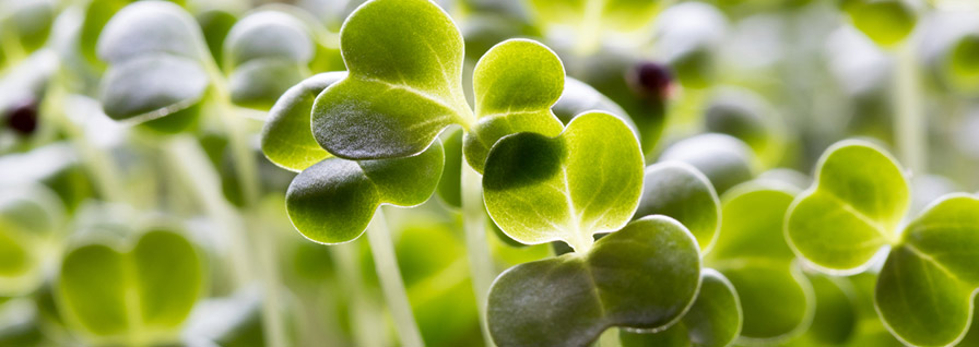 Hoja