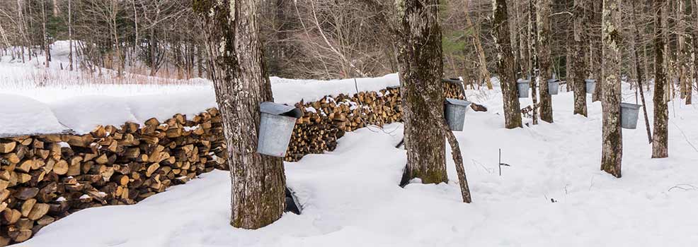 Aluminum buckets hang on maple