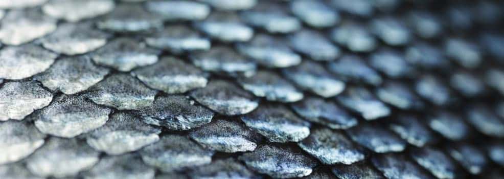 Salmon scale