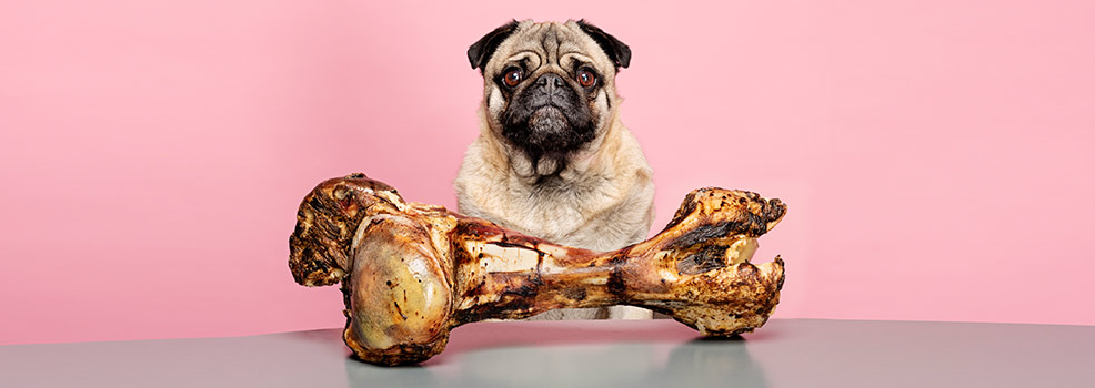 Bones for Dogs