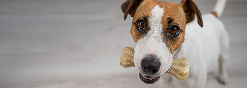 Dog with bone