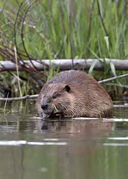 Vanilla-Smelling Anal Secretions from the North American Beaver