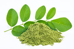moringa tree