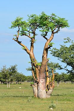 moringa tree