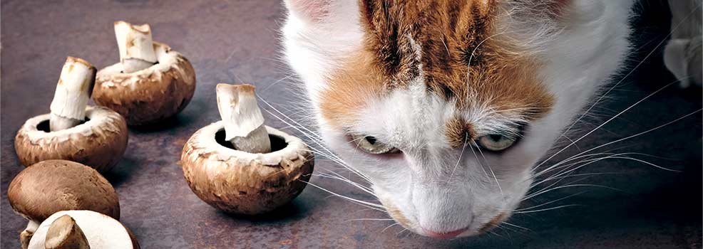 Cat with mushrooms