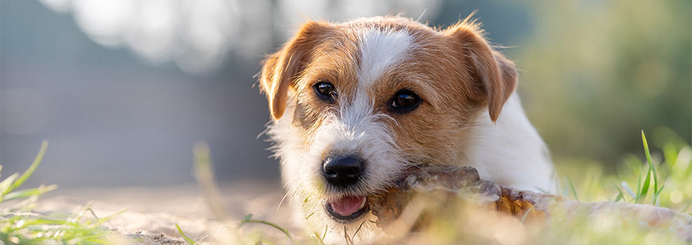 Dog with stick