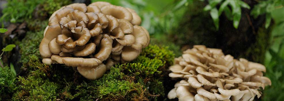 Mushrooms
