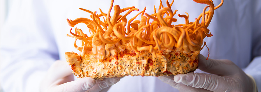 hongo cordyceps fresco