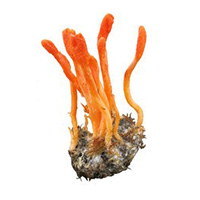 Hongo Cordyceps