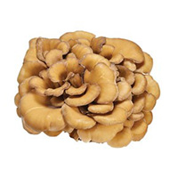 Hongo Maitake
