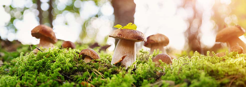 Hongos en el bosque