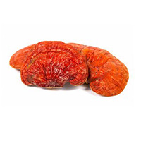 Hongo Reishi