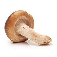 Hongo Shiitake
