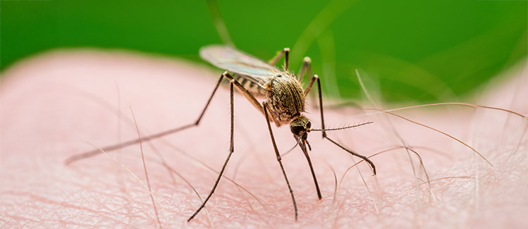 mosquito biting