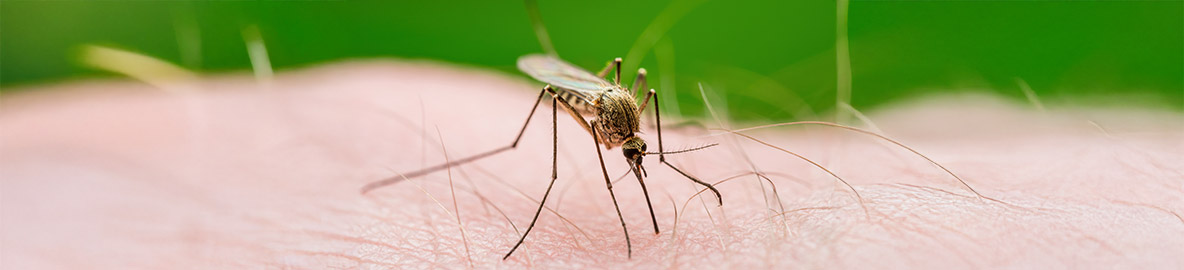 mosquito biting