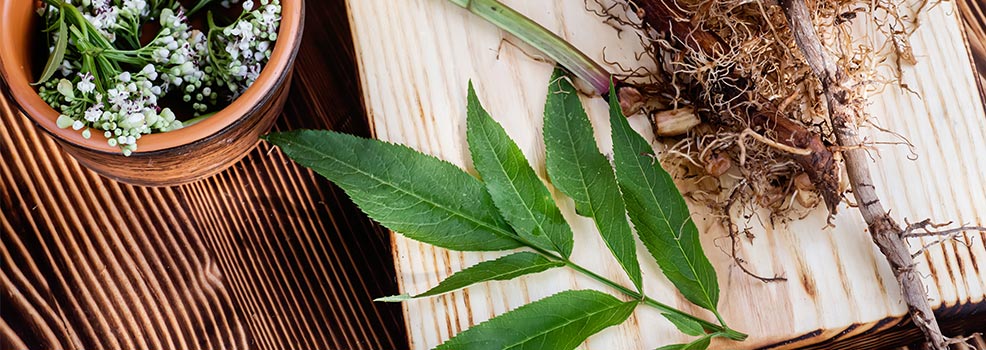 Hojas y raíces de valeriana