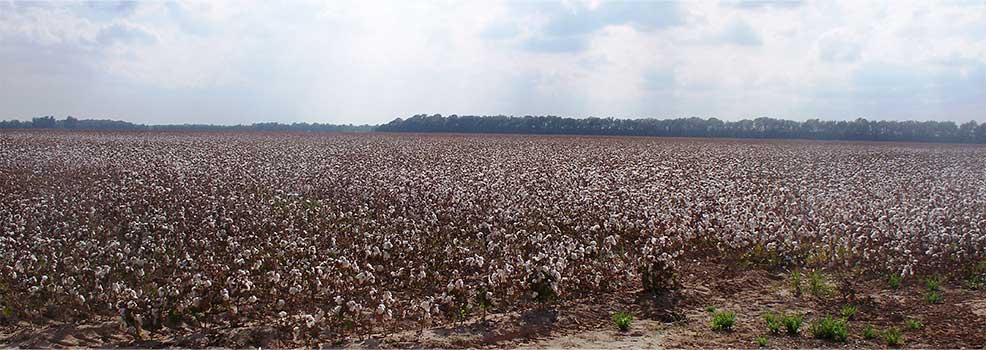 Cotton Field