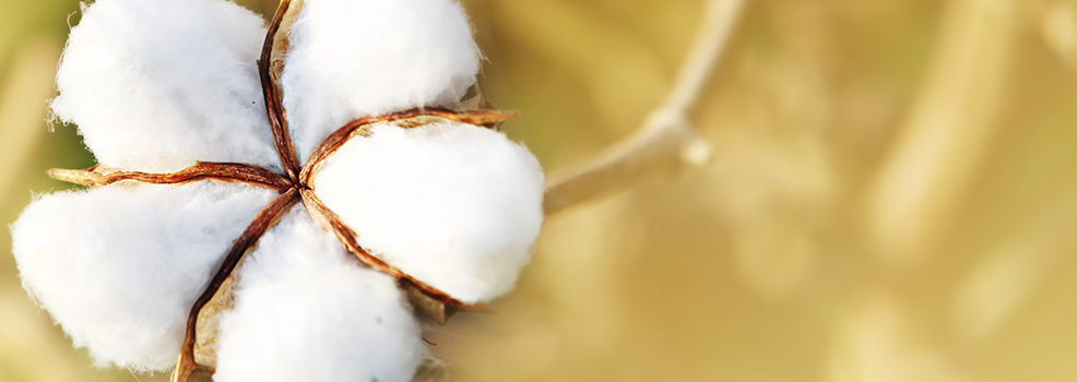 Cotton Flower