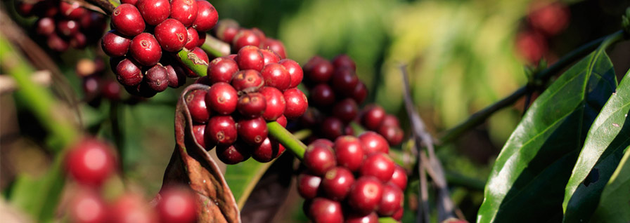 Granos de café reciente cortados