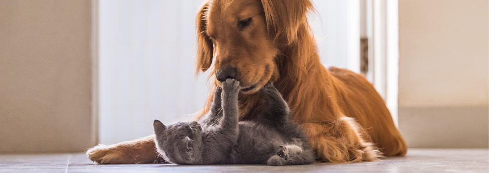 Dog and cat playing