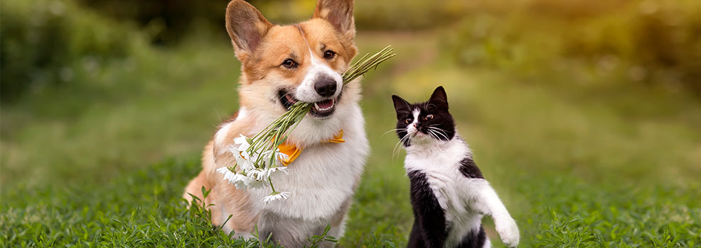 Corgi and cat