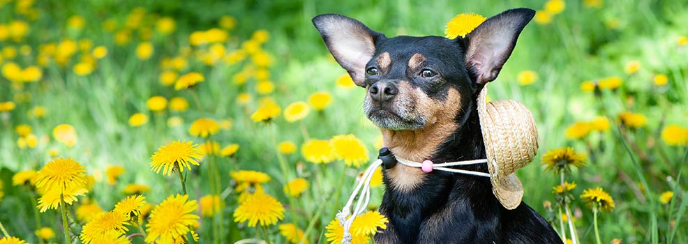 Cute puppy