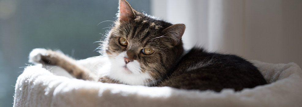 Gato